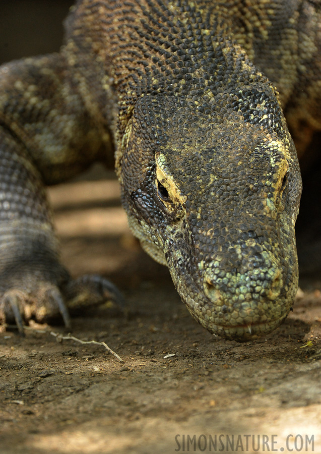 Varanus komodoensis [550 mm, 1/320 sec at f / 8.0, ISO 3200]